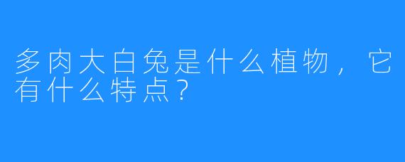 多肉大白兔是什么植物，它有什么特点？