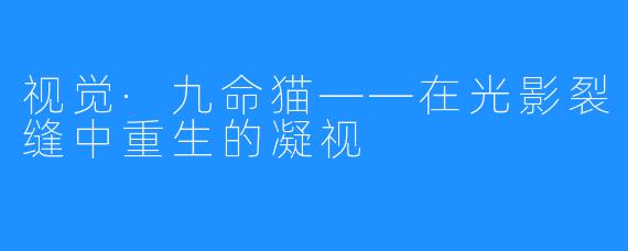 视觉·九命猫——在光影裂缝中重生的凝视